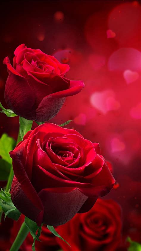 love rose picture|beautiful love roses images.